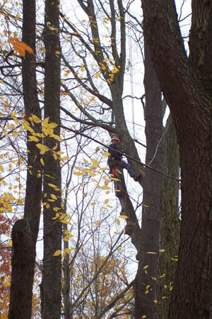 Tree coming down at the house