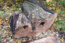 heart rot